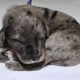 Puppy 9 - Merle male Bernedoodle puppy in Westminster, South Carolina from Goldendoodlepuppiessc