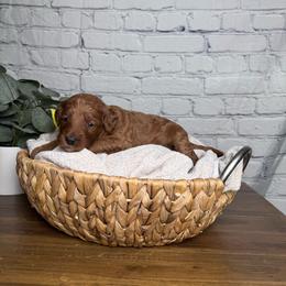 Girl 3 Pick- Med. Goldendoodle - Red  female Goldendoodle puppy in Piedmont, South Carolina from The Farm at Saluda Ridge