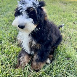 Bernedoodle, Bernese Mountain Dog, and Goldendoodle Puppies from Red Door Canines
