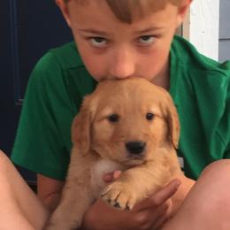 Golden Retriever Puppies from Buschur’s Dream Goldens