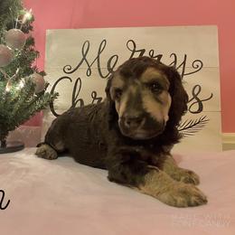 Poodle Puppies from Cosmic Caliber Standard Poodles