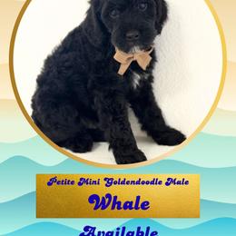Whale - Black male Goldendoodle puppy in Redmond, Oregon from Bourbon and Lace Doodles