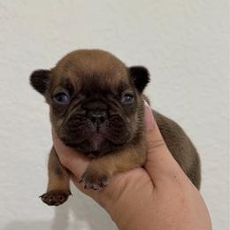 Max - Fawn male French Bulldog puppy in Galt, California from The three little frenchies