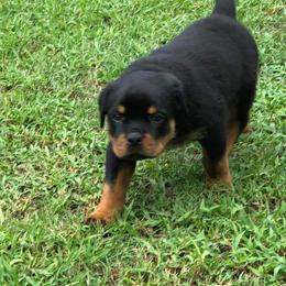 Rottweiler Puppies from Bronx Von Bridges Rottweilers