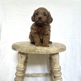 Max - Red  male Goldendoodle puppy in Nephi, Utah from Doodles and Cavaliers
