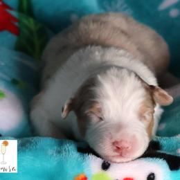 Mimosa - Red merle female Australian Shepherd puppy in Springville, New York from RisingStar Australian Shepherds