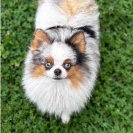Scarpelli - Blue merle male Pomeranian puppy in Buck Valley, Pennsylvania from Buck Valley Pomeranians