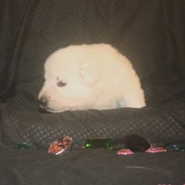 Moonstone  -Light Pink - White female German Shepherd puppy in Grimes County, Texas from Double H German Shepherds