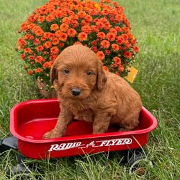 Waylon - Red  male Goldendoodle puppy in Statesville, North Carolina from Ashley's Doodles