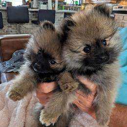 M - Wolf sable male Pomeranian puppy in Cocoa, Florida from Pom Coast Pomeranians