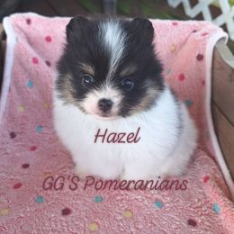 Hazel - Black parti female Pomeranian puppy in Oologah, Oklahoma from GG's Pomeranians