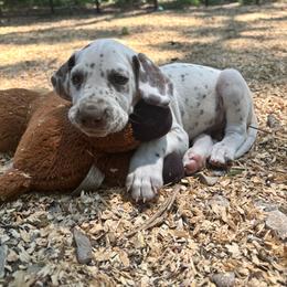Lupine(LUA) - White and liver brown male Dalmatian puppy in Wilson, North Carolina from New Horizonz Dalmatians