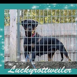 Diki - Rottweiler