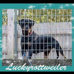 Diki - Rottweiler