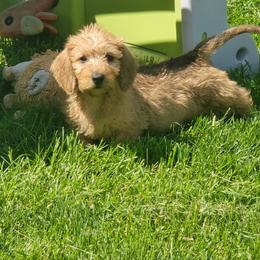 Red Wire Girl - Red female Dachshund puppy in Cheney, Washington from Nouvelle Standard Dachshunds