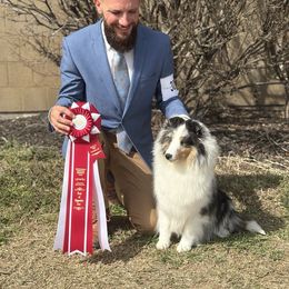 Patti - Shetland Sheepdog