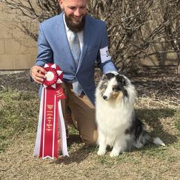 Patti - Shetland Sheepdog