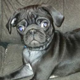 Pugs from My Smoochie Poochies