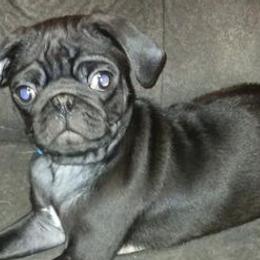 Pugs from My Smoochie Poochies