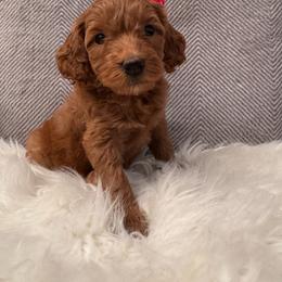 Ali - Red  female Goldendoodle puppy in Davie, Florida from Daviegoldendoodles