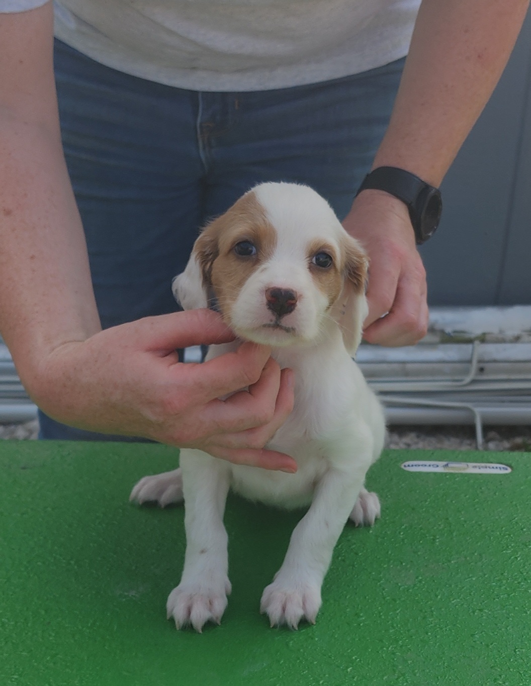 English Setter Puppies from Woodsway Kennel