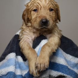 Dilute Retriever Puppies from Wicked Pines Retrievers