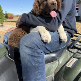 Daisy - Newfoundland puppy from Gar Creek Farms