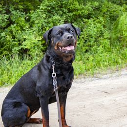 Lyra - Rottweiler