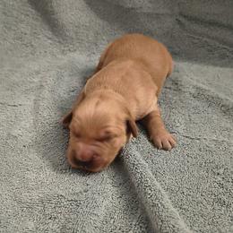 Pine (3rd pick male) - Dark golden male Golden Retriever puppy in Tenino, Washington from Oak River Goldens'