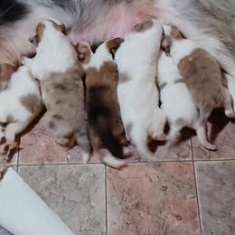 Collie Puppies from Dove Creek Collies