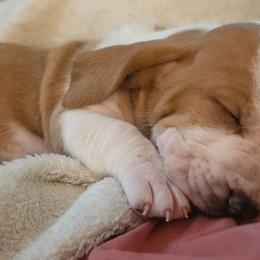 Cash - Red and white male Basset Hound puppy in Bellaire, Ohio from Blessed Bassets