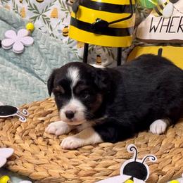 Onyx - Black tri female Miniature Australian Shepherd puppy in California from Eagle River Aussies