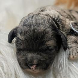 Boy 2 - Merle male Cockapoo puppy in Salt Lake City, Utah from Utah Cocker Spaniels