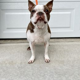 Meatball - Boston Terrier