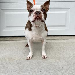Meatball - Boston Terrier