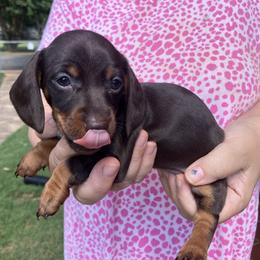 Bella - Chocolate and tan female Dachshund puppy in Mocksville, North Carolina from The Dachs of Hazzard Dachshunds