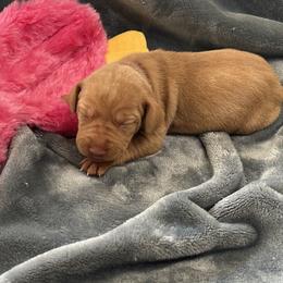 Dark Green Boy - Golden rust male Vizsla puppy in Foley, Alabama from Paula's South Bama Vizslas