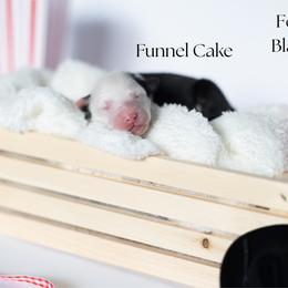Funnel Cake - Black tri female Miniature Australian Shepherd puppy in Wooster, Ohio from Kari's Mini Aussies