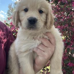Blue - Golden male Golden Retriever puppy in Jesup, Georgia from Painted Platinum Retrievers (Painted Platinum Kennel) PPK