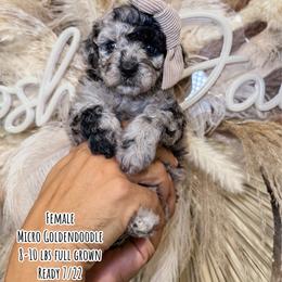 Sprinkles - Merle female Goldendoodle puppy in Pearland, Texas from Posh Paws Puppies