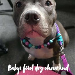American Bully Puppies from Night Court Bullies