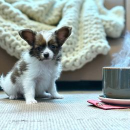 Marley - Red white and sable male Papillon puppy in Bowling Green, Kentucky from Tiffany's Papillons