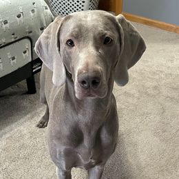 Luna - Weimaraner