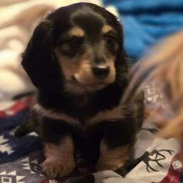Black and cream - Black and cream male Dachshund puppy in Ethel, Washington from Mickey's Miracle Doxies
