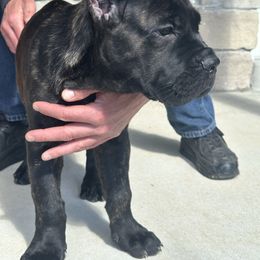 Girl 2 - Black brindle female Cane Corso puppy in Highland, Illinois from C&I Elite Cane Corso