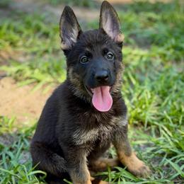 Bullet - Black and tan female German Shepherd puppy in Leesburg, Florida from RoyalWork K9