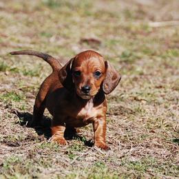AKC Bailey - Red female Dachshund puppy in Billings, Missouri from Bundles of Joy