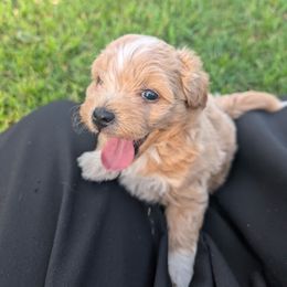 Snickerdoodle - Cream male Maltipoo puppy in Boston, Kentucky from MountCarmelPuppies