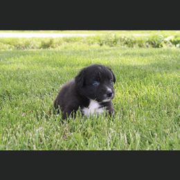 Aussiedoodle and Australian Shepherd Puppies from Springhill Hog and Cattle Co.