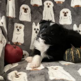 Miniature Australian Shepherd and Toy Australian Shepherd Puppies from Hotmess of Aussies